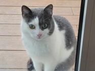 Flekica sucht ein Zuhause mit Freigang - Margetshöchheim