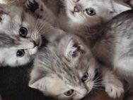Süße BKH kitten suchen neues Zuhause - Kamp-Lintfort