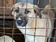 Unsicherer Billy sucht seine Menschen - Berlin