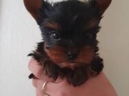 Yorkshire Terrier Welpe - Krefeld