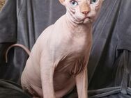 Reinrassige Canadian Sphynx mit Papieren - Plauen