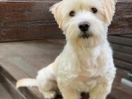 🆘Kleiner Charmeur Ron🆘 Notfall - Eislingen (Fils)