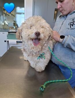 Bobby - Wuschelhund sucht Zuhause - Höchst (Odenwald)