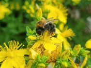 Echtes/ Tüpfel- Johanniskraut (Hypericum perforatum) - Horgenzell