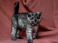 Wunderschöne reinrassige Britisch Kurzhaar Kitten - Herne