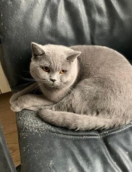 2 Süße Kätzinnen EKH und BKH und ein Kater BKH zu verkaufen - Berlin Friedrichshain-Kreuzberg