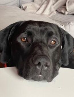 Otto schaut nach einem neuen Zuhause - Nack