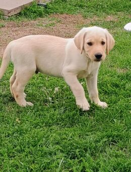 Labrador golden Retriever Welpen - Burgebrach