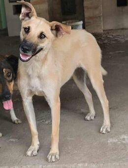 Liebenswerte Inima - Tholey