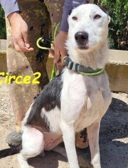 Circe2 liebevolle, elegante Hündin 6/22 - Ruppertsecken