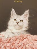 Goldiges Maine Coon Katerchen Djamal mit Stammbaum sucht... in 36399