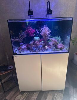 Meerwasseraquarium Seepferdchen nur komplett abzugeben - Dobitschen