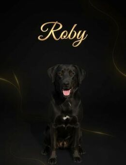 Roby💜💜💜dringend Zuhause gesucht - Bad Karlshafen