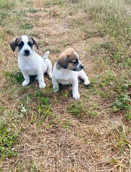 Terrier mischling weple - Borgholzhausen