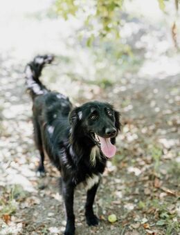 Batman - charakterstarker Rüde - Löwenberger Land