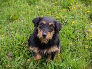 Ginger, kleine Herzensdame - Duisburg
