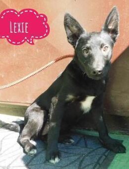 Lexie eine traurige schwarze Hündin - Flörsheim-Dalsheim