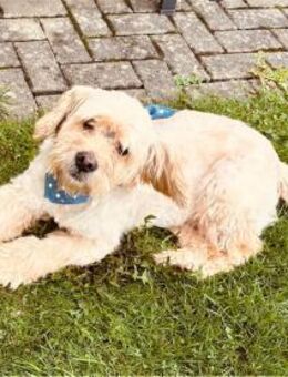 Sunny - wartet in 35619 Braunfels - Oberwies