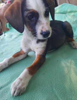 BIBI - tolles Welpenmädchen - Velbert