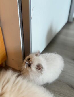Britisch Langhaar Kitten - Lübeck