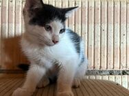 Katzenbabys - Staßfurt Zentrum