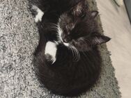 Wunderschöne Babykatzen abzugeben – stubenrein & sehr zutraulich – 500 € - Eschweiler