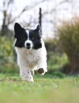 Arwen, kleiner Sonnenschein auf 4 Pfoten - Linden (Hessen)