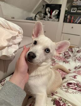 🐾 Liebevoller Rüde sucht sein Für-immer-Zuhause 🐾 - Moers