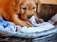 Mini-Medium Labradoodle Welpen - Burladingen