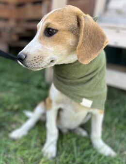 Elvis - Toller Junghund sucht Familie - Berlin