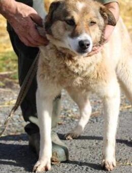 Khana - sehr kinderlieb u. verschmust - Lohra