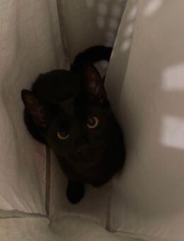 Schwarze Katze sucht neues Zuhause - Hamburg Altstadt