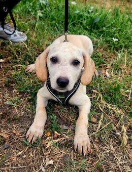 Momo auf der Suche nach einem Zuhause - Berlin