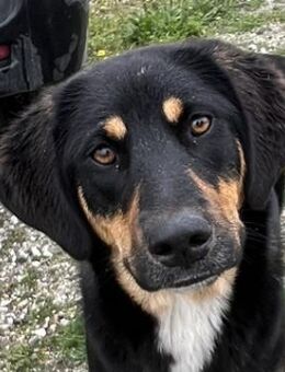 Letti, geb. ca. 05/2024, GRIECHENLAND - Euskirchen