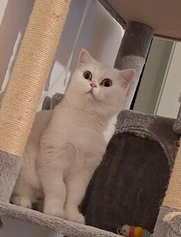 Wunderschöne BKH Katze 🐱💓BELLA💓🐱 - Essen