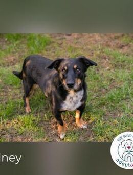 Sidney: Ein Wunder auf vier Pfoten! - Kirchzell