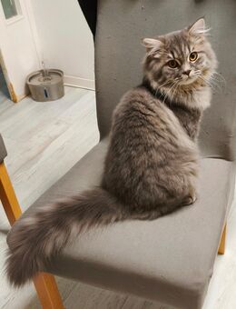 BKH/Blh Junge Abgabefertig - Wuppertal