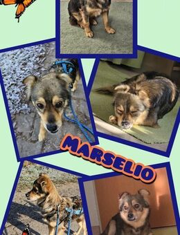 Marselio wartet in Großhabersdorf! - Nürnberg