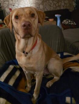 Karsten - ein lieber große Bub - Höchst (Odenwald)