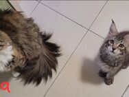 Maine Coon Junge - Allensbach