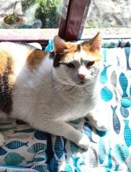 Sehr verschmustes - JULCHEN - - Kempen