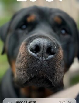Rottweiler Dogge Mix - Bitterfeld-Wolfen