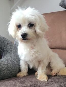 Bonny in 41334 Nettetal - Wolfhagen