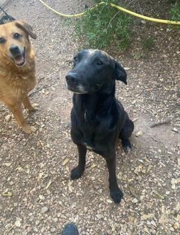 Black ein hübscher Labradormix - Lübeck
