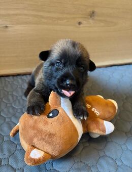 Malinois-Welpen mit Papiere - Mutterstadt