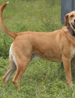 Gucha braucht aktive erfahrene Menschen - Untergruppenbach