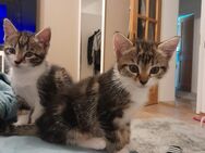 Süße Kitten suchen gutes Zuhause - Tuntenhausen