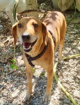 Sonnenschein Mandy - Hückelhoven