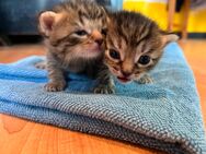 2 süße Kitten abzugeben - Waibstadt
