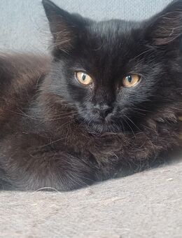 Main coon Kater - Bückeburg Zentrum
